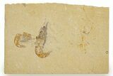 Two Cretaceous Fossil Shrimp - Lebanon #323722-1